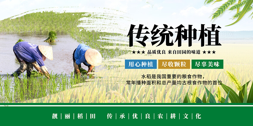 绿色清新水稻宣传海报套图