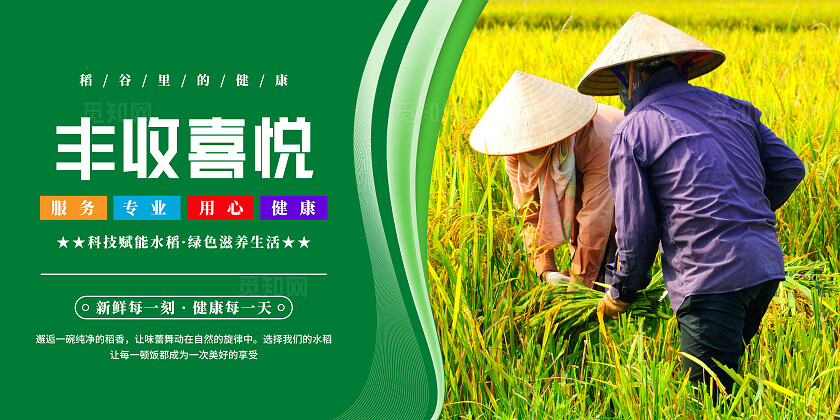 绿色清新水稻文化宣传海报套图