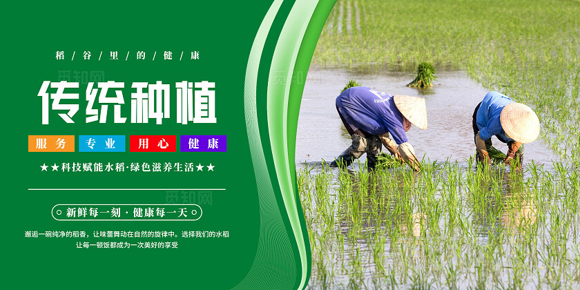 绿色清新水稻文化宣传海报套图