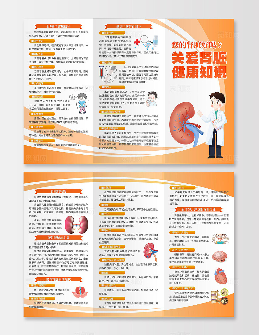 橘色大气关爱肾脏健康知识医疗三折页