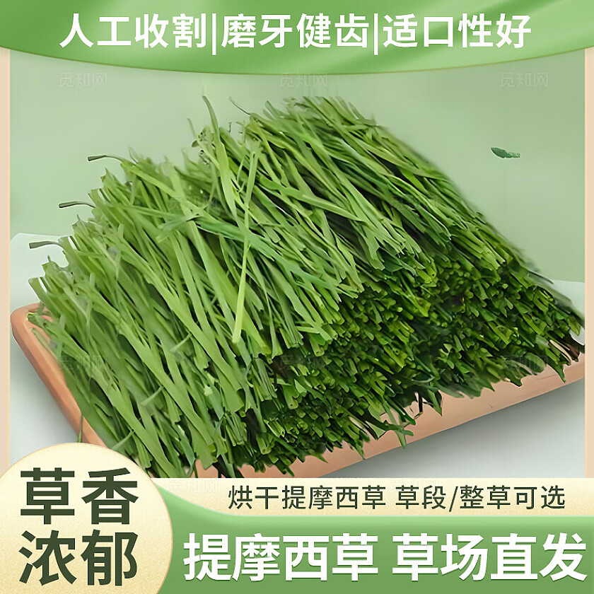 天猫淘宝兔子宠物用品狗粮猫粮活动零食主图