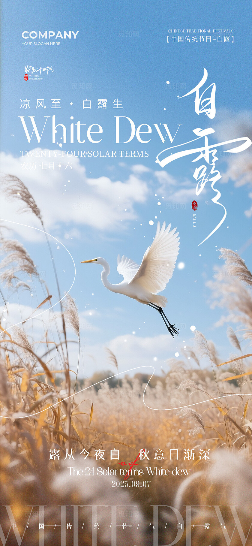 2025实拍风秋天芦苇荡二十四节气白露节气手机宣传海报