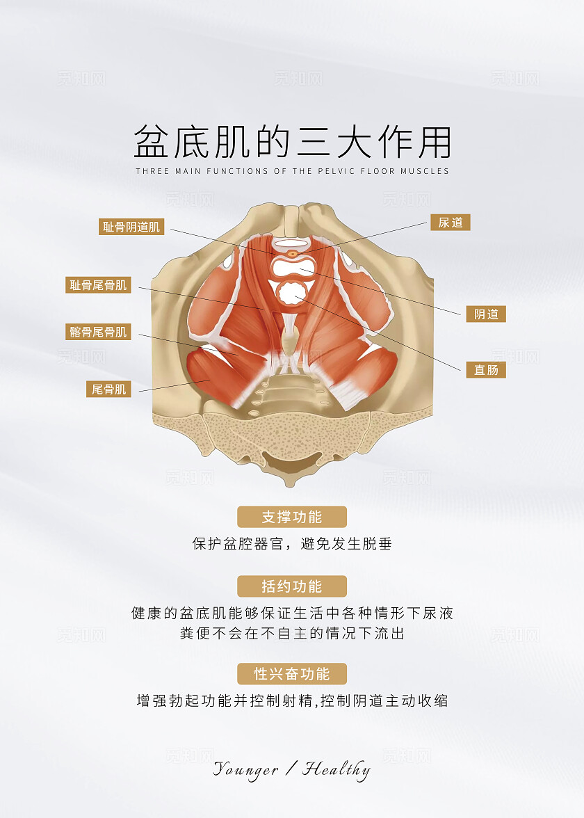 医美女性健康盆底肌的三大作用