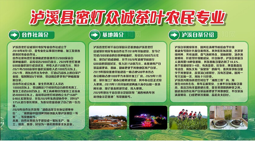绿色泸溪县密灯众诚茶叶介绍展板非转曲宣传