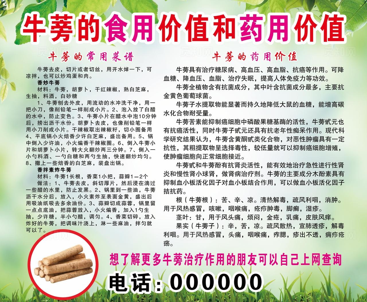 牛蒡的价值图片