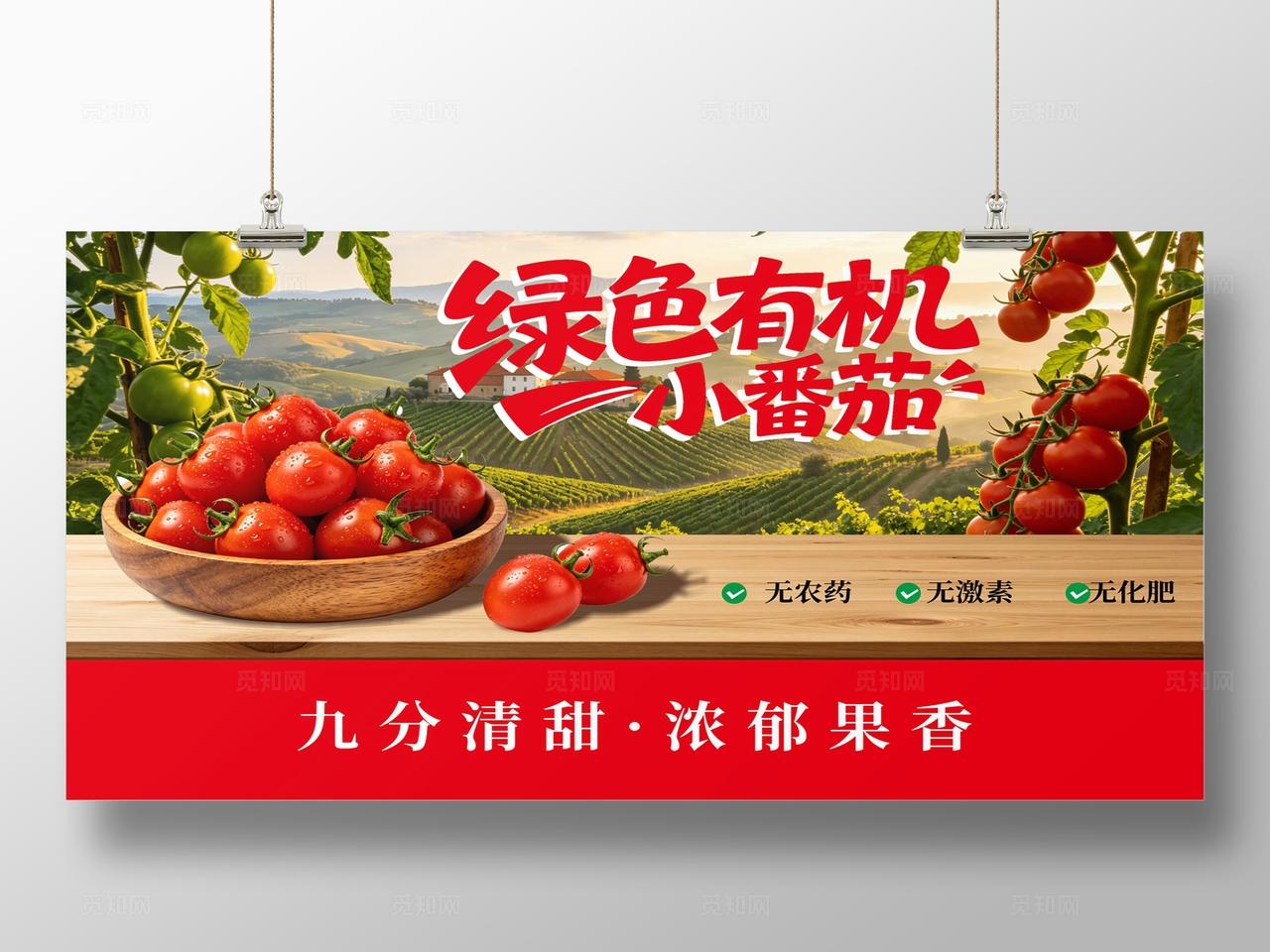田园西红柿圣女果小番茄展板