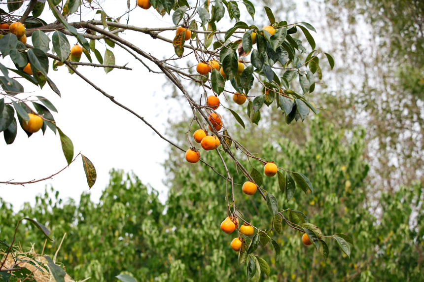 树上的新鲜柿子