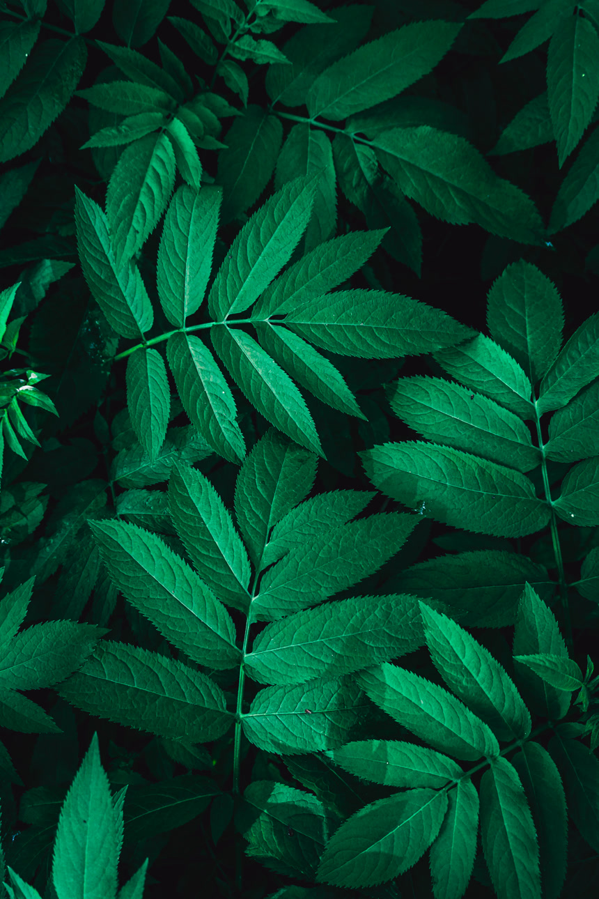 春天大自然中的绿叶植物背景