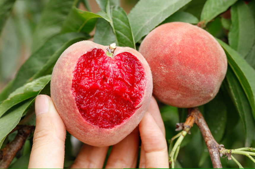 树上的胭脂红桃子