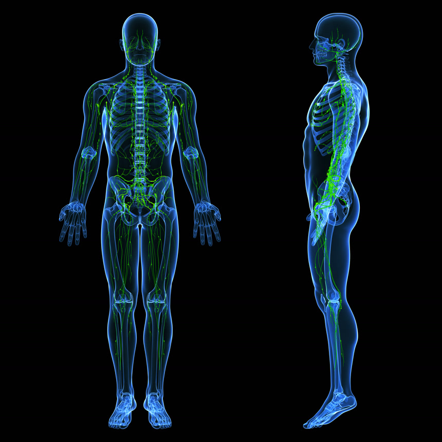 淋巴系统的3d艺术插图医疗健康