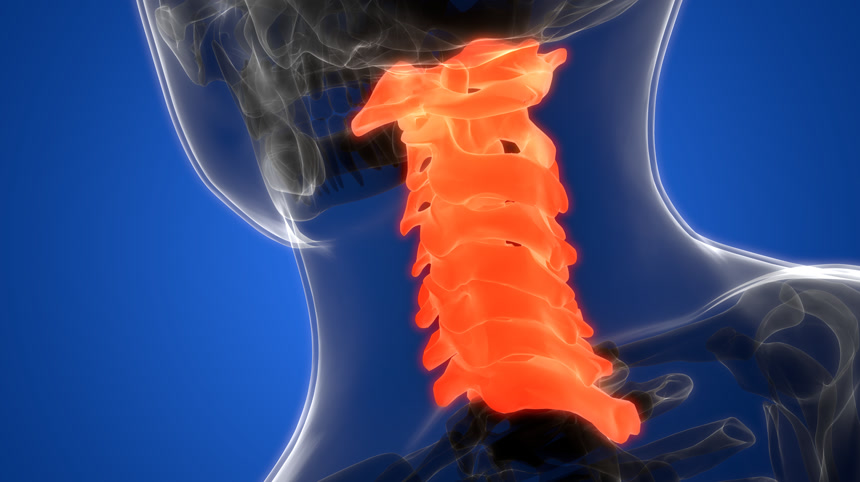 人体脊髓解剖（颈椎） 。3D -图解特写镜头