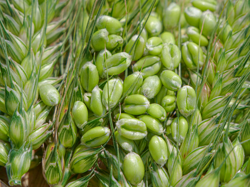 麦穗 麦粒 麦芒