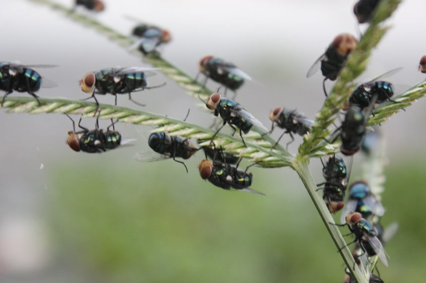 昆虫在自然界中的特写动物昆虫