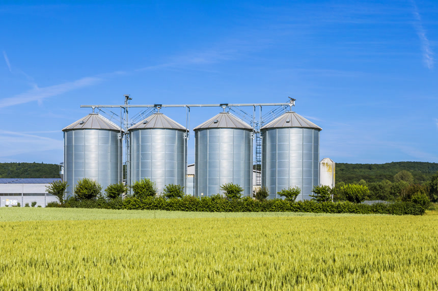 蓝色天空下的四个银筒仓农作物小麦