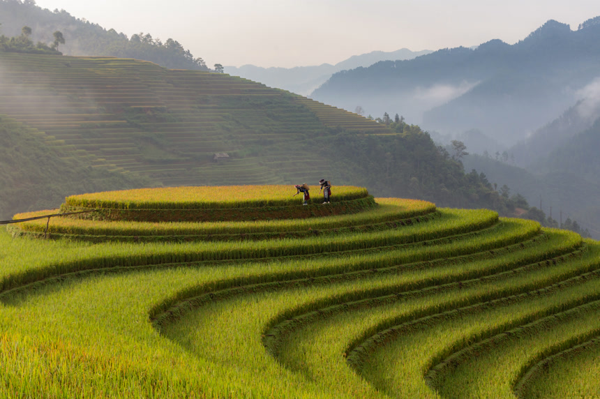 越南穆仓寨雨季的绿色梯田田园风光