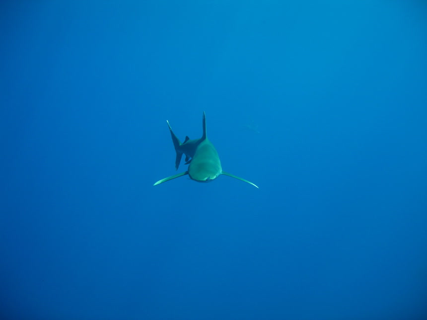 海洋里的鲨鱼海洋生物水族馆宣传