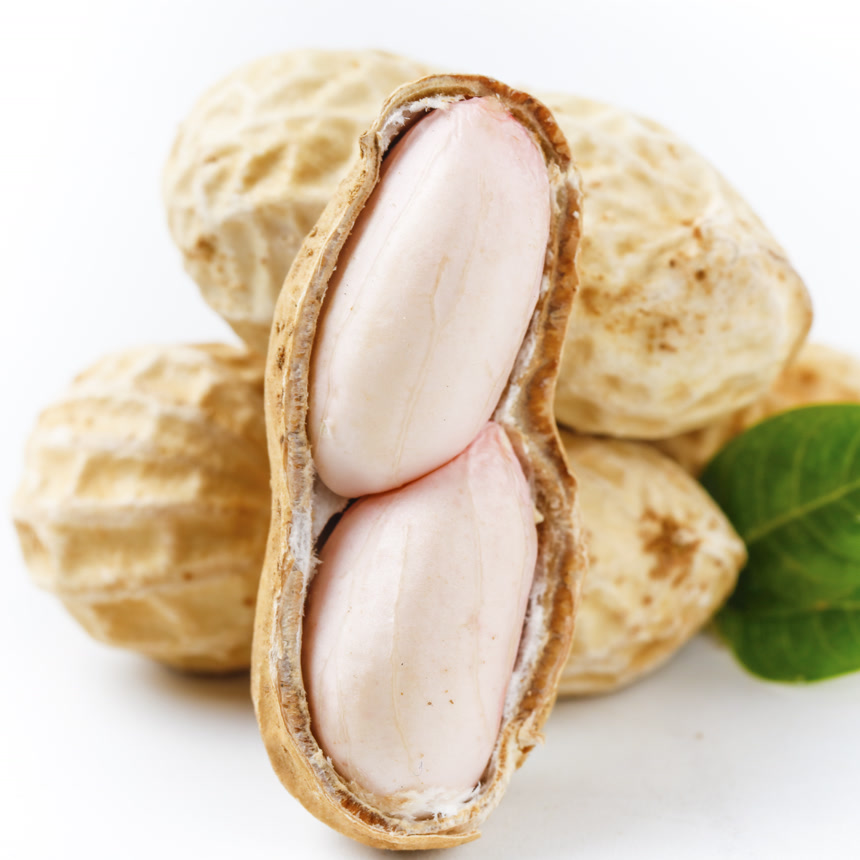 白底上的新鲜花生