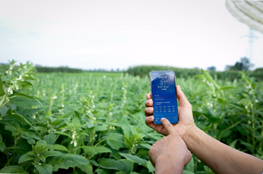 芝麻地 温控监测