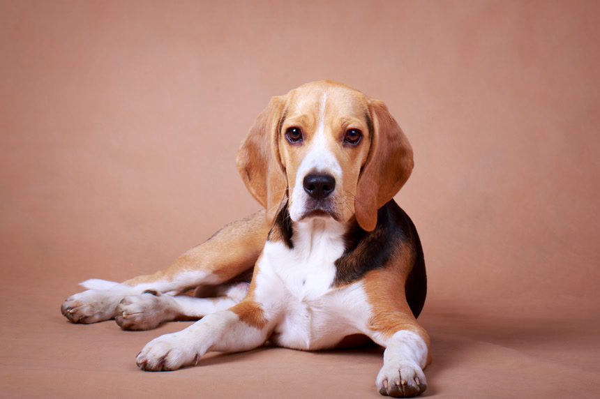 趴在地上的狗狗动物宠物棚拍摄影