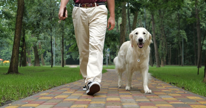 主人和金毛狗一起走在公园里局部特写  爱护动物