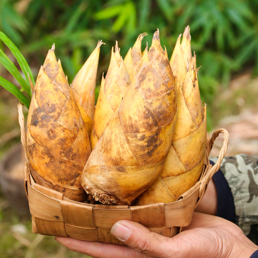 手里拿着黄泥春笋