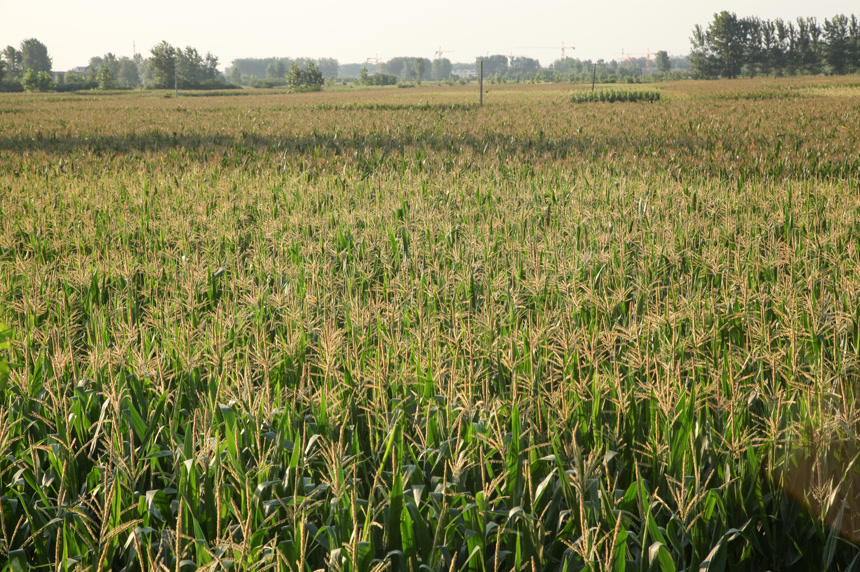 一大片玉米地