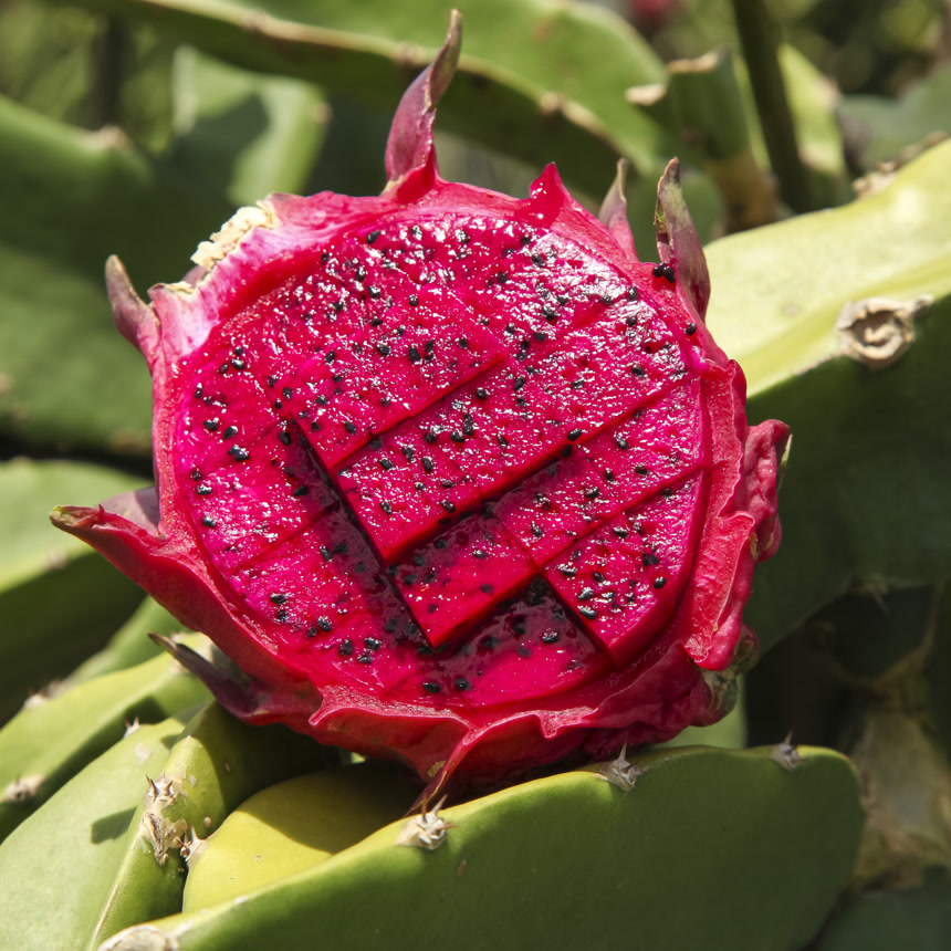 手里拿着红心火龙果