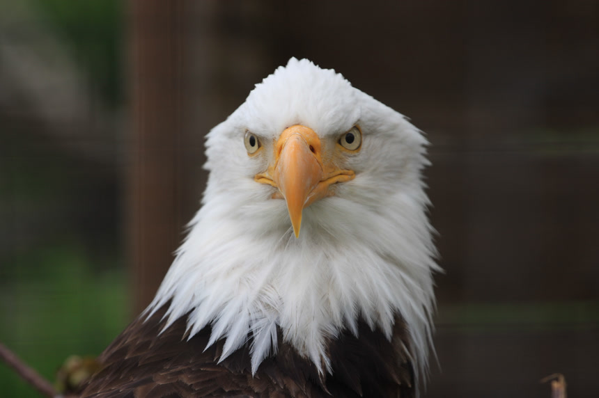 一只白色脑袋黑色身体的秃鹰野生动物微距