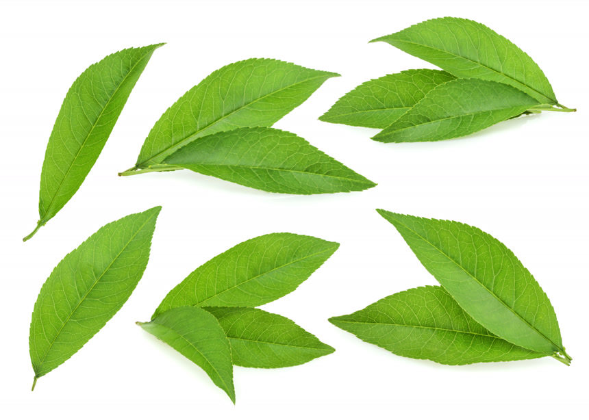 白底图上绿色的桃树叶子植物