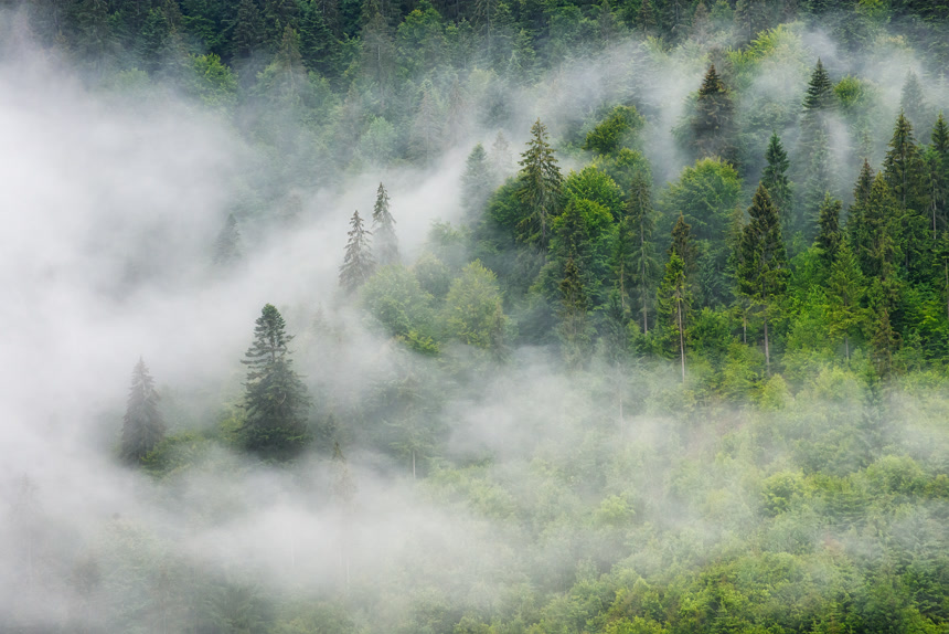 多雾的森林山林绿树成荫的风景雨后奇观自然景观雨林原始云雾缭绕