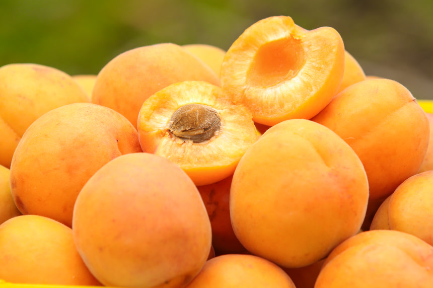 手里拿着新鲜大黄杏