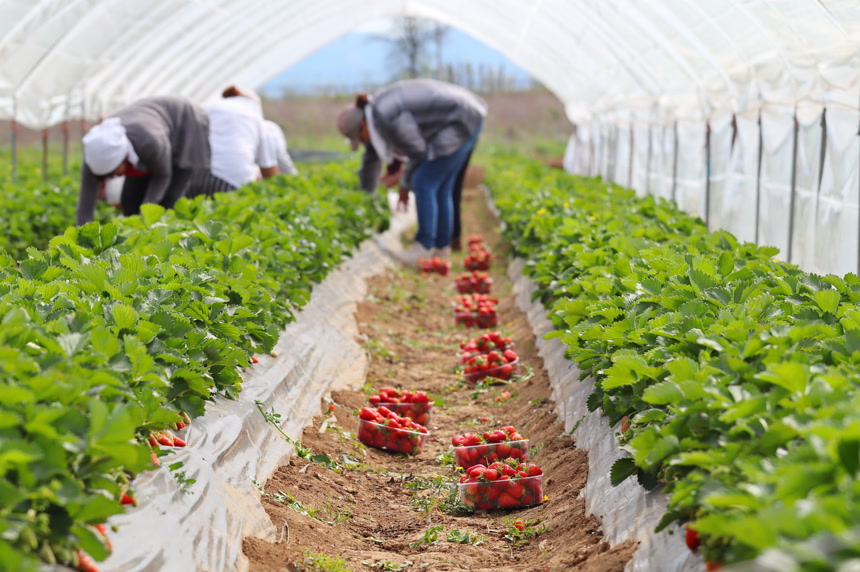 采摘园采摘草莓采摘人员