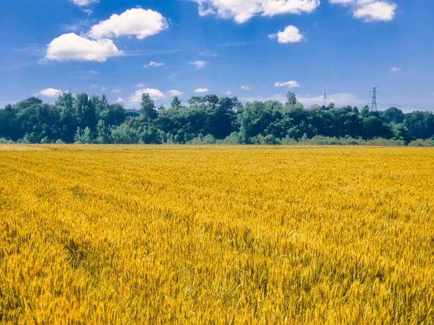麦穗 麦粒 麦芒