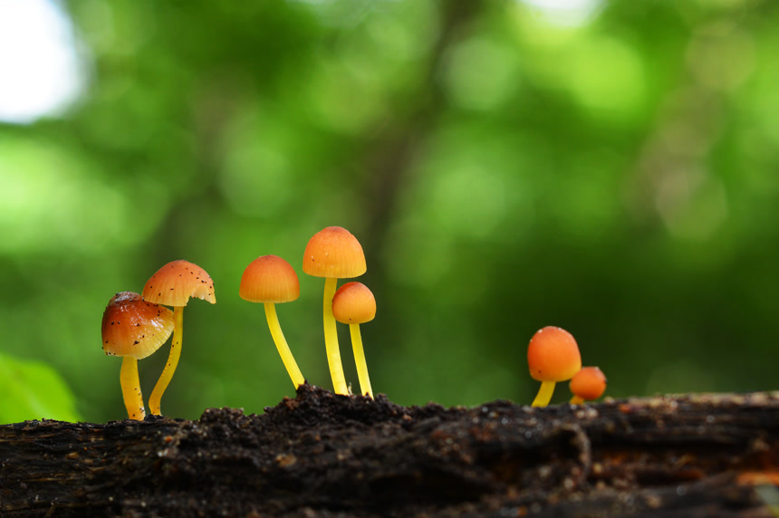 自然模糊背景前土壤上的小蘑菇特写图 生长 生命