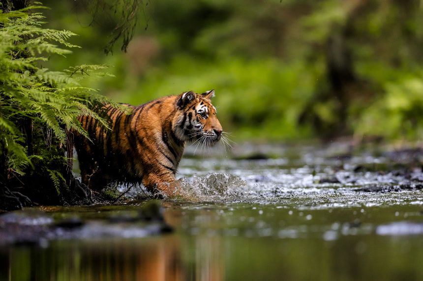 森林里的河中有只凶猛的老虎动物摄影