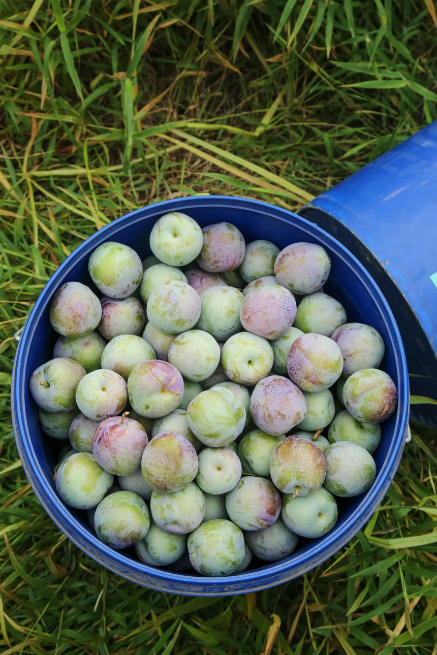 新鲜现摘的五月脆李