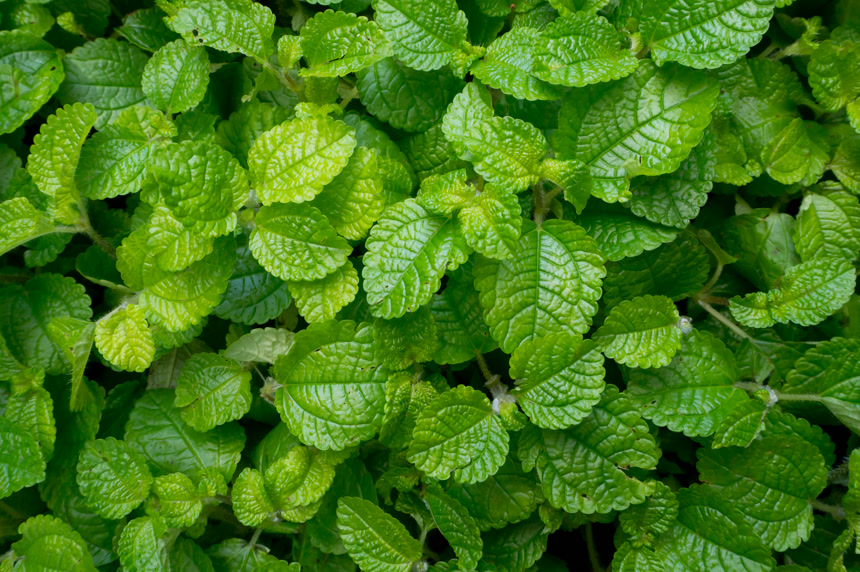 绿叶纹理绿色薄荷叶背景
