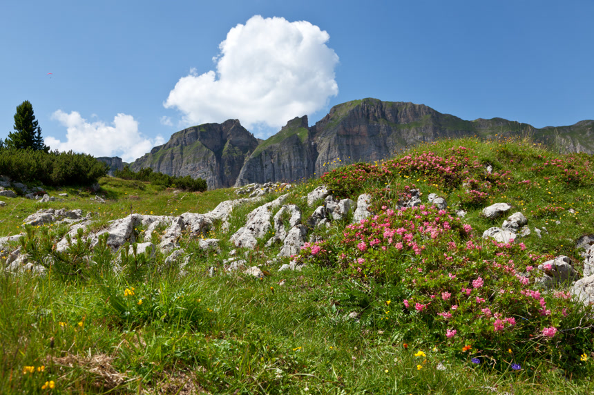高山上的杜鹃花旅游自然风景宣传画