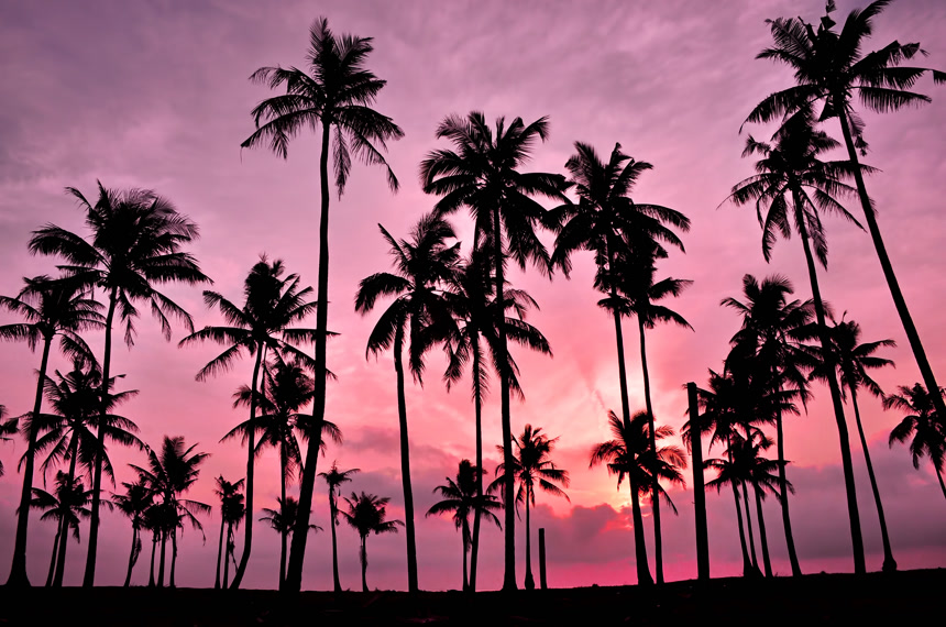 粉色晚霞中的椰子树阴影唯美壁纸图