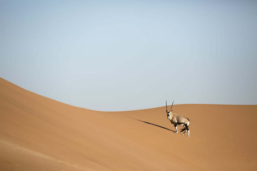 沙漠中的野生羚羊动物