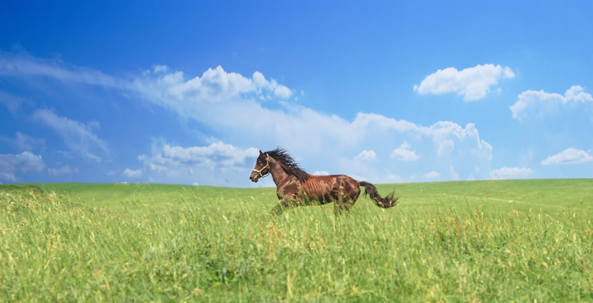 蓝天白云下一匹棕色的马奔跑在草原上  动物插画