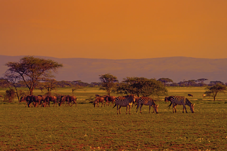 4K拍摄夕阳下的斑马保护动物