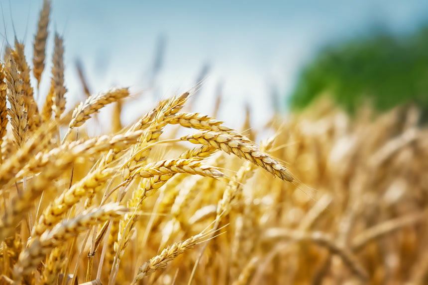 农业小麦麦子丰收农田农业种植