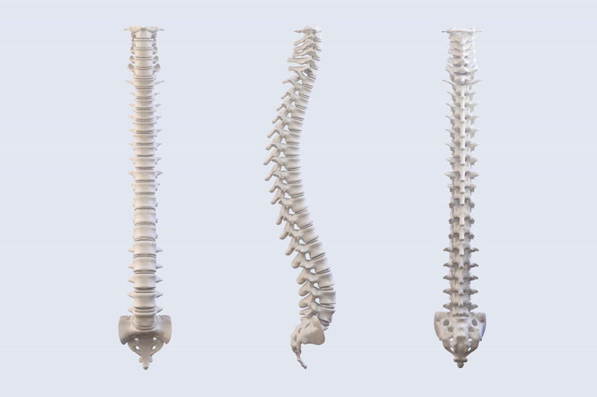 人体脊柱解剖图椎柱医学教育海报教科书背景图
