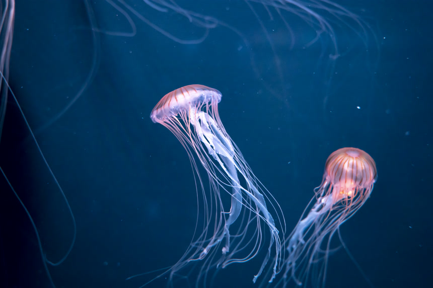 生活在加利福尼亚近岸水域的水母或紫色条纹水母生活着海洋动物