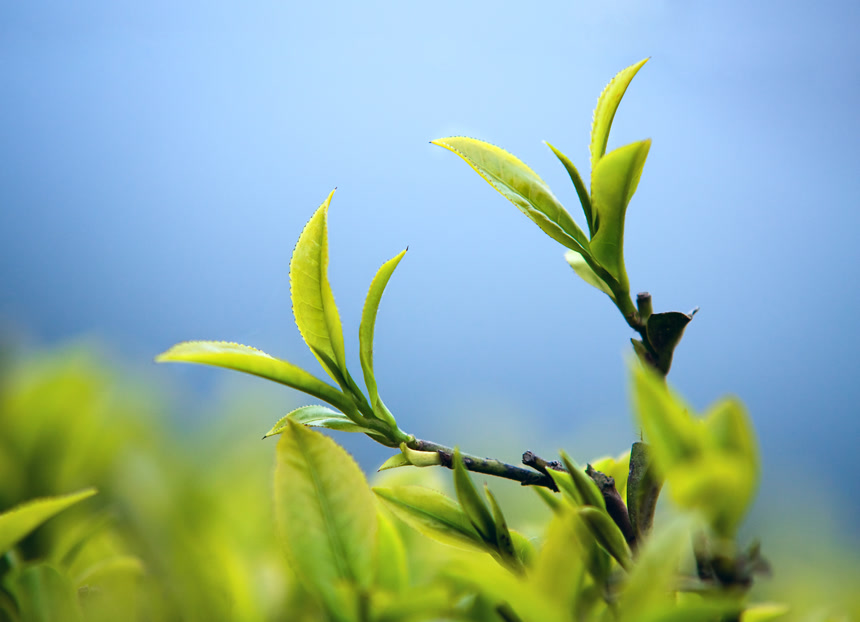 茶业茶园的茶叶特写采茶茶尖宣传广告新茶上市