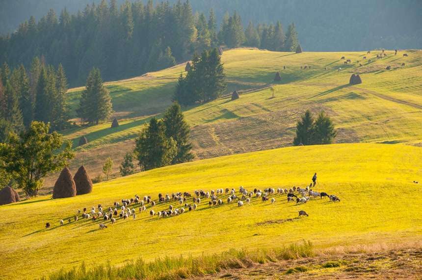 牧羊人在草原上放绵羊和山羊自然风光