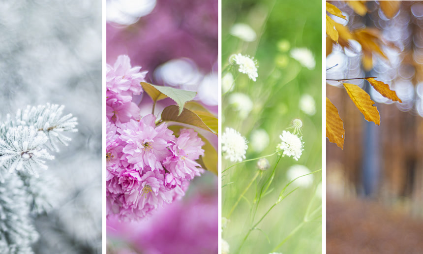 四季。春夏的花朵，雪，黄叶。一组与冬季、春季、夏季和秋季相关的自然照片。复制空间、登记地点.