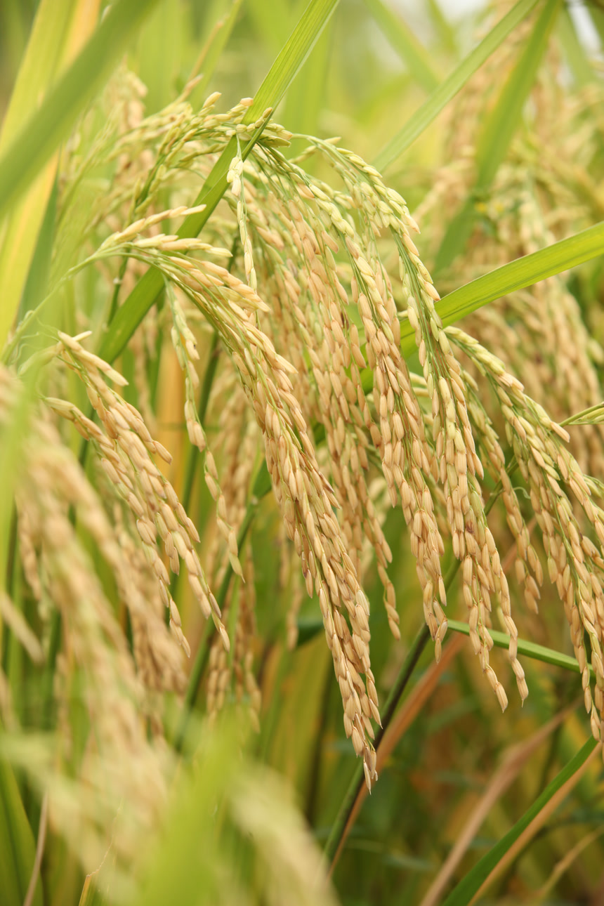 稻穗 稻子 