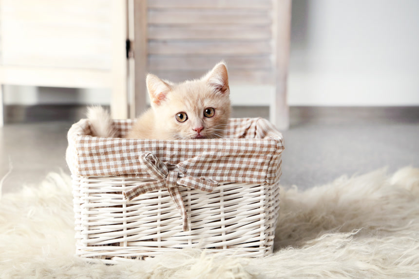 可爱的小猫正坐在篮子里爱宠宠物